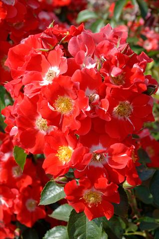 Foto de variedad de flores para ser usadas como: Maceta y planta de temporada Rosa paesaggistica Paso Doble®
