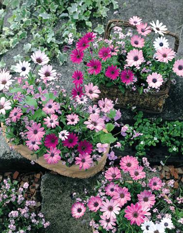 Foto de variedad de flores para ser usadas como: Planta de temporada / borde del macizo Osteospermum Passion Mix