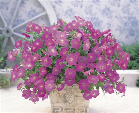 Foto de variedad de flores para ser usadas como: Tarrina de colgar / Maceta Petunia x hybrida Opera Supreme F1