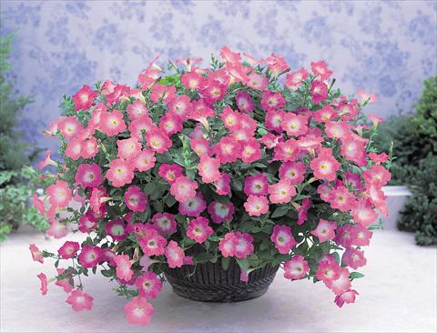 Foto de variedad de flores para ser usadas como: Tarrina de colgar / Maceta Petunia x hybrida Opera Supreme F1