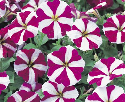Foto de variedad de flores para ser usadas como: Planta de temporada / borde del macizo Petunia x hybrida Symphony Burgundy Star F1