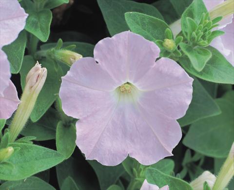Foto de variedad de flores para ser usadas como: Planta de temporada / borde del macizo Petunia x hybrida Symphony Chiffon F1