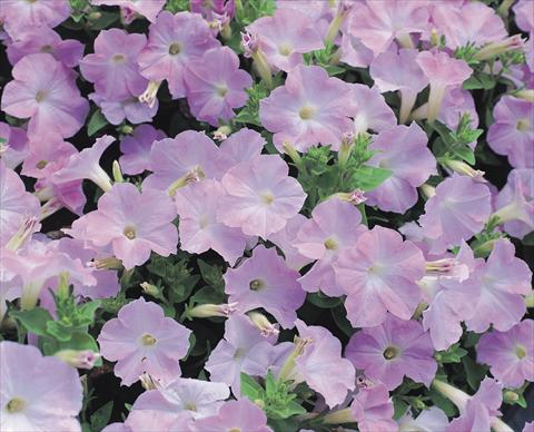 Foto de variedad de flores para ser usadas como: Planta de temporada / borde del macizo Petunia x hybrida Symphony Lavender Pink F1