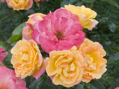 Foto de variedad de flores para ser usadas como: Maceta y planta de temporada Rosa floribunda Tzigane®