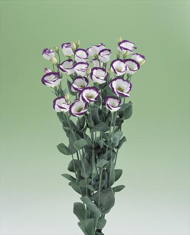 Foto de variedad de flores para ser usadas como: Flor cortada Lisianthus (Eustoma grandiflorum) Vulcan F1 Purple Picotee