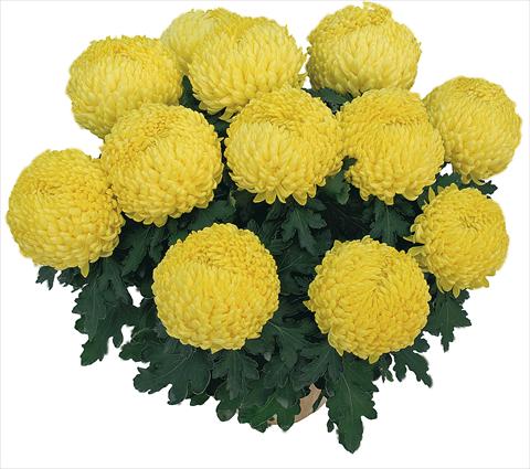 Foto de variedad de flores para ser usadas como: Maceta Chrysanthemum Bouldor Jaune
