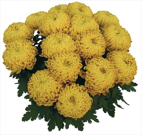 Foto de variedad de flores para ser usadas como: Maceta Chrysanthemum Corola Dore