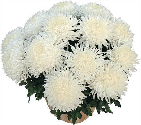 Foto de variedad de flores para ser usadas como: Maceta Chrysanthemum Pikneige Blanc