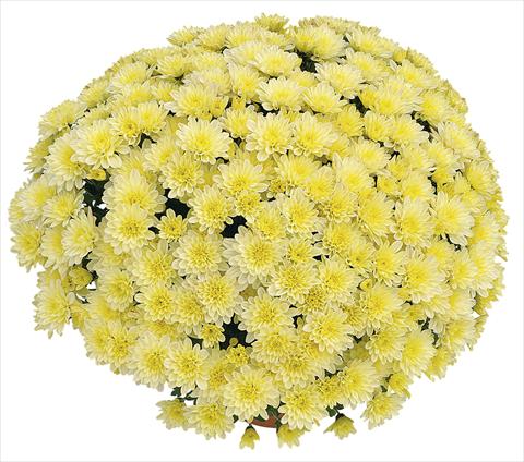 Foto de variedad de flores para ser usadas como: Maceta Chrysanthemum Soda Vanille