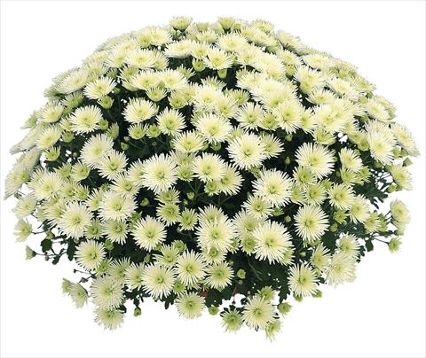 Foto de variedad de flores para ser usadas como: Maceta Chrysanthemum Vinci Blanc