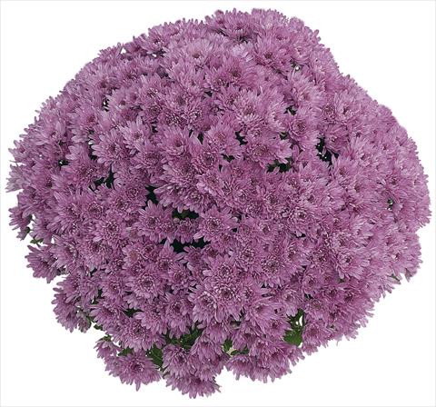 Foto de variedad de flores para ser usadas como: Maceta Chrysanthemum Yahou Prune