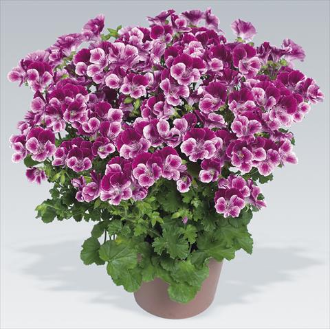 Foto de variedad de flores para ser usadas como: Maceta Pelargonium grandiflorum pac® Angeleyes® Burgundy Red