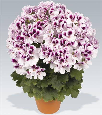 Foto de variedad de flores para ser usadas como: Maceta Pelargonium grandiflorum pac® Aristo® Petticoat