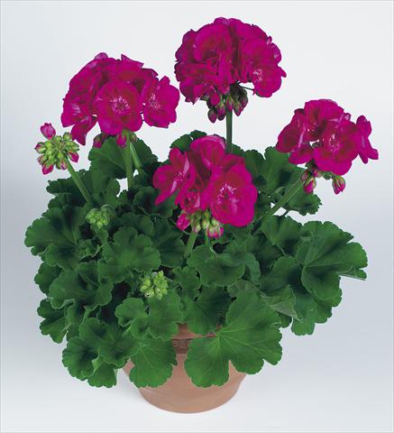 Foto de variedad de flores para ser usadas como: Maceta Pelargonium zonale pac® Flower Fairy Berry®