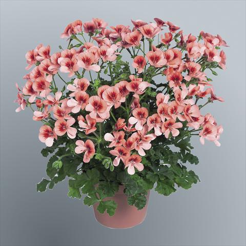 Foto de variedad de flores para ser usadas como: Maceta Pelargonium grandiflorum pac® Angeleyes® Orange