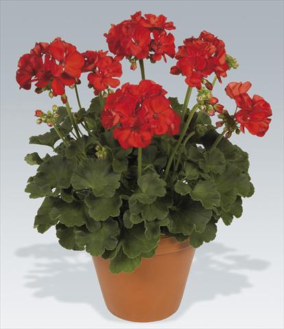 Foto de variedad de flores para ser usadas como: Maceta Pelargonium zonale pac® Hidemi