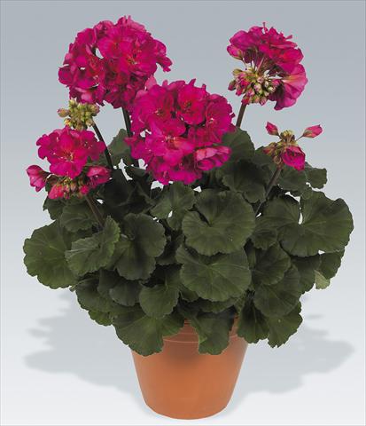Foto de variedad de flores para ser usadas como: Maceta o Tarrina de colgar Pelargonium zonale pac® Neona