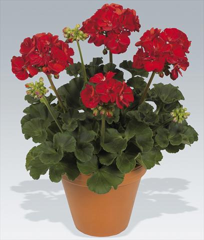 Foto de variedad de flores para ser usadas como: Maceta Pelargonium zonale pac® Victor Improved