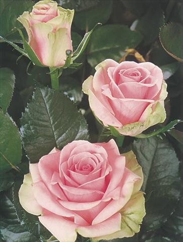Foto de variedad de flores para ser usadas como: Flor cortada Rosa Tea Dancing Queen