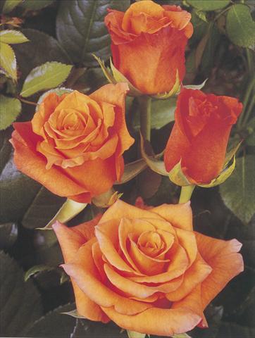 Foto de variedad de flores para ser usadas como: Flor cortada Rosa Tea Milva