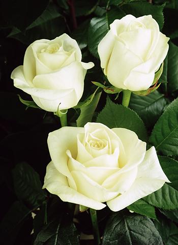 Foto de variedad de flores para ser usadas como: Flor cortada Rosa Tea Polarstar