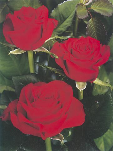 Foto de variedad de flores para ser usadas como: Flor cortada Rosa Tea Prestige