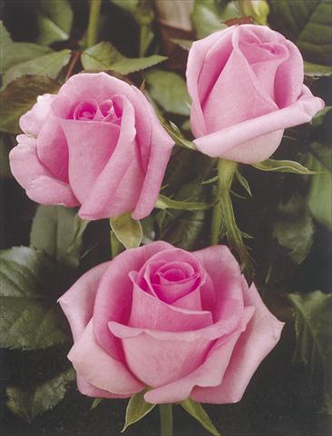 Foto de variedad de flores para ser usadas como: Flor cortada Rosa Tea Revival