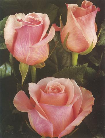 Foto de variedad de flores para ser usadas como: Flor cortada Rosa Tea Romance