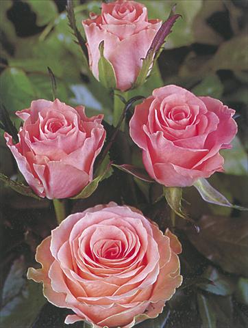 Foto de variedad de flores para ser usadas como: Flor cortada Rosa Tea Rosalie