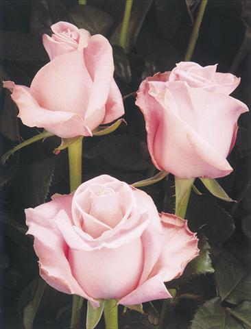 Foto de variedad de flores para ser usadas como: Flor cortada Rosa Tea Simona