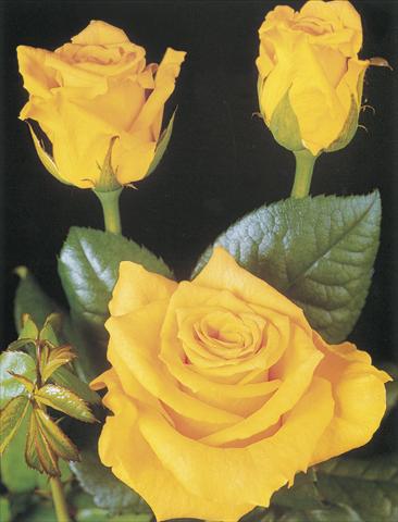 Foto de variedad de flores para ser usadas como: Flor cortada Rosa Tea Suela