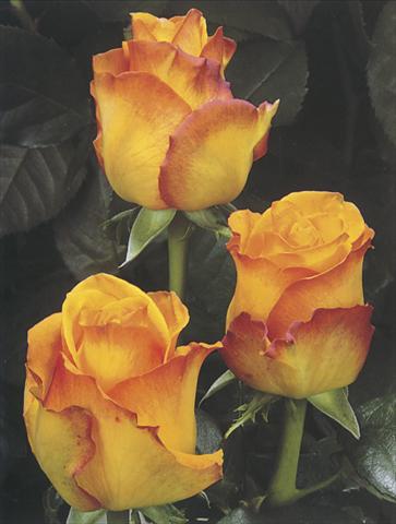 Foto de variedad de flores para ser usadas como: Flor cortada Rosa Tea Sunremo