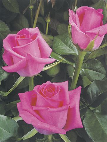 Foto de variedad de flores para ser usadas como: Flor cortada Rosa Tea Topaz