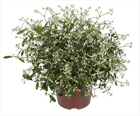 Foto de variedad de flores para ser usadas como: Maceta, planta de temporada, patio Chameasyce hypericifolia RED FOX Silver Fog