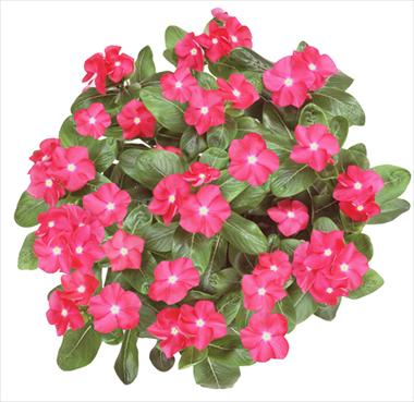 Foto de variedad de flores para ser usadas como: Tarrina de colgar / Maceta Catharanthus roseus - Vinca Galaxy® Cherry