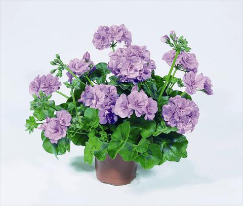 Foto de variedad de flores para ser usadas como: Maceta o Tarrina de colgar Pelargonium peltatum RED FOX Pacific Lavender