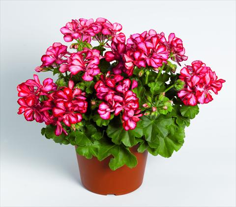 Foto de variedad de flores para ser usadas como: Tarrina de colgar / Maceta Pelargonium peltatum RED FOX Pacific Red Star