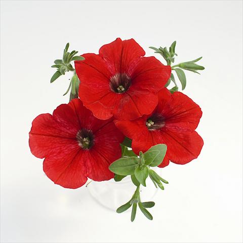 Foto de variedad de flores para ser usadas como: Tarrina de colgar / Maceta Petunia x hybrida RED FOX Surprise Red