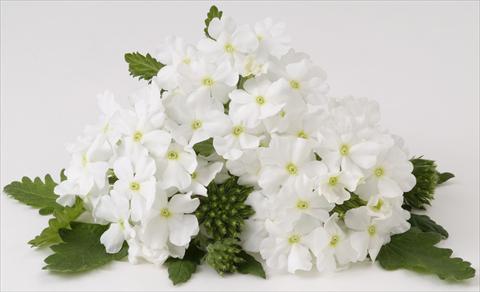 Foto de variedad de flores para ser usadas como: Maceta, planta de temporada, patio Verbena RED FOX Empress White