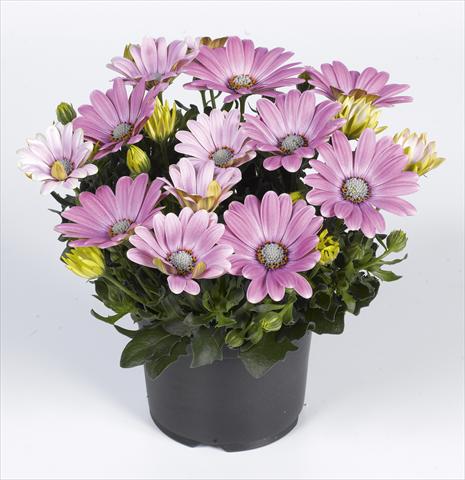 Foto de variedad de flores para ser usadas como: Maceta y planta de temporada Osteospermum RED FOX Summertime® Soft Pink