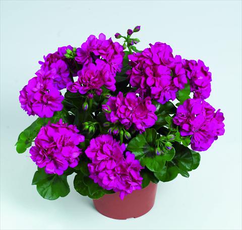 Foto de variedad de flores para ser usadas como: Tarrina de colgar / Maceta Pelargonium peltatum RED FOX Pacific Violet