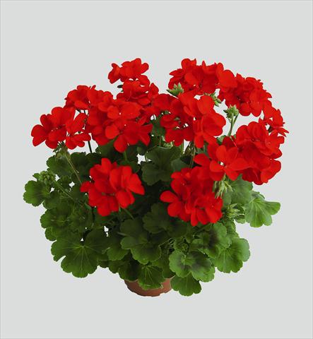 Foto de variedad de flores para ser usadas como: Tarrina de colgar / Maceta Pelargonium interspec. RED FOX Schöne von Rheinberg
