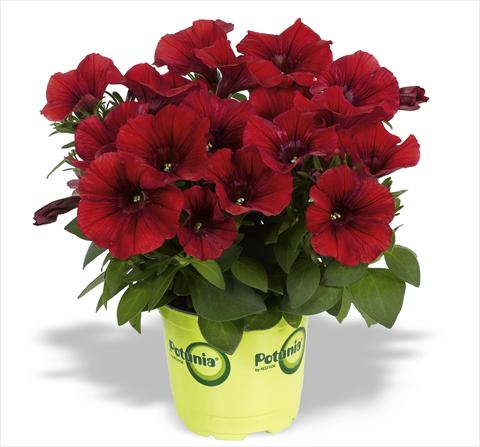 Foto de variedad de flores para ser usadas como: Maceta, planta de temporada, patio Petunia RED FOX Potunia® Dark Red