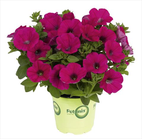 Foto de variedad de flores para ser usadas como: Maceta o Tarrina de colgar Petunia x hybrida RED FOX Potunia® Piccola Hot Pink
