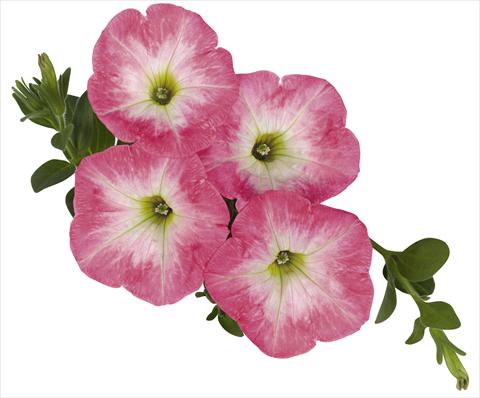 Foto de variedad de flores para ser usadas como: Tarrina de colgar / Maceta Petunia x hybrida RED FOX Sweetunia® Strawberry Morning