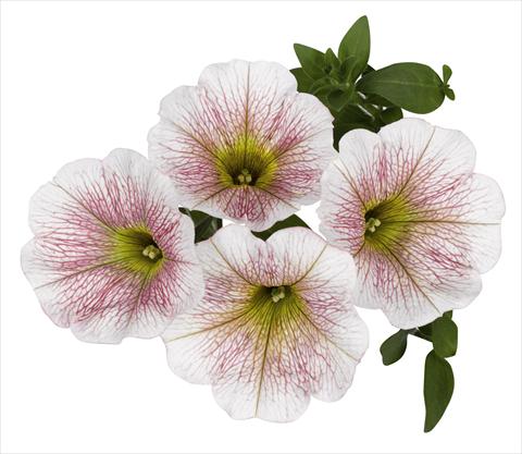 Foto de variedad de flores para ser usadas como: Tarrina de colgar / Maceta Petunia x hybrida RED FOX Sweetunia® Caramello