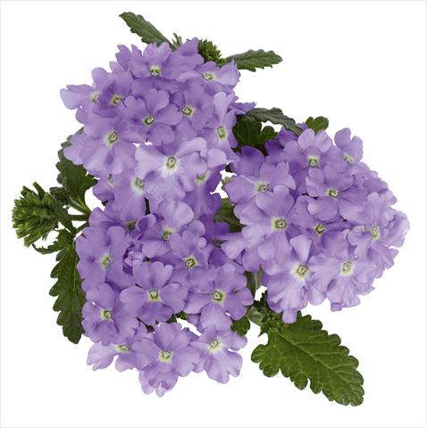 Foto de variedad de flores para ser usadas como: Maceta, planta de temporada, patio Verbena hybrida RED FOX Empress Lavender