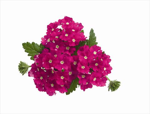 Foto de variedad de flores para ser usadas como: Maceta o cesta de trasplante Verbena hybrida RED FOX Empress Hot Pink Charme