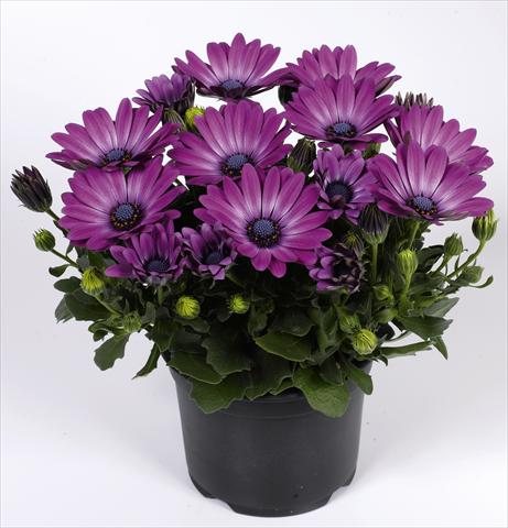 Foto de variedad de flores para ser usadas como: Maceta y planta de temporada Osteospermum RED FOX Summertime® Royal Purple