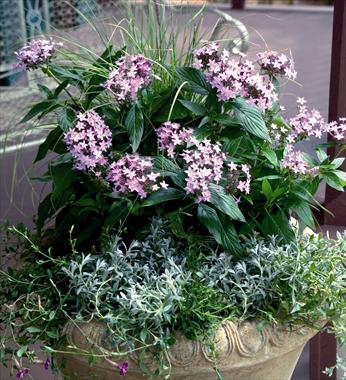 Foto de variedad de flores para ser usadas como: Maceta y planta de temporada Pentas lanceolata Northern Lights Lavender F1